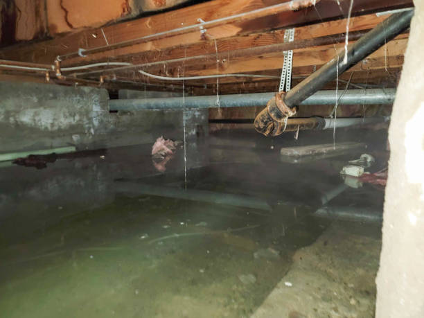 Best Professional water damage repair  in East Bangor, PA